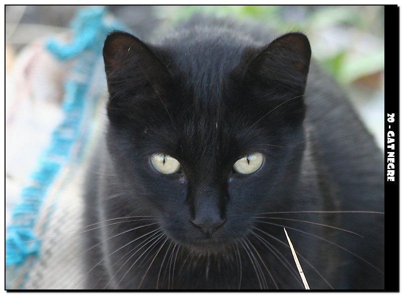20 - Gat negre.JPG
