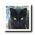20 - Gat negre.JPG